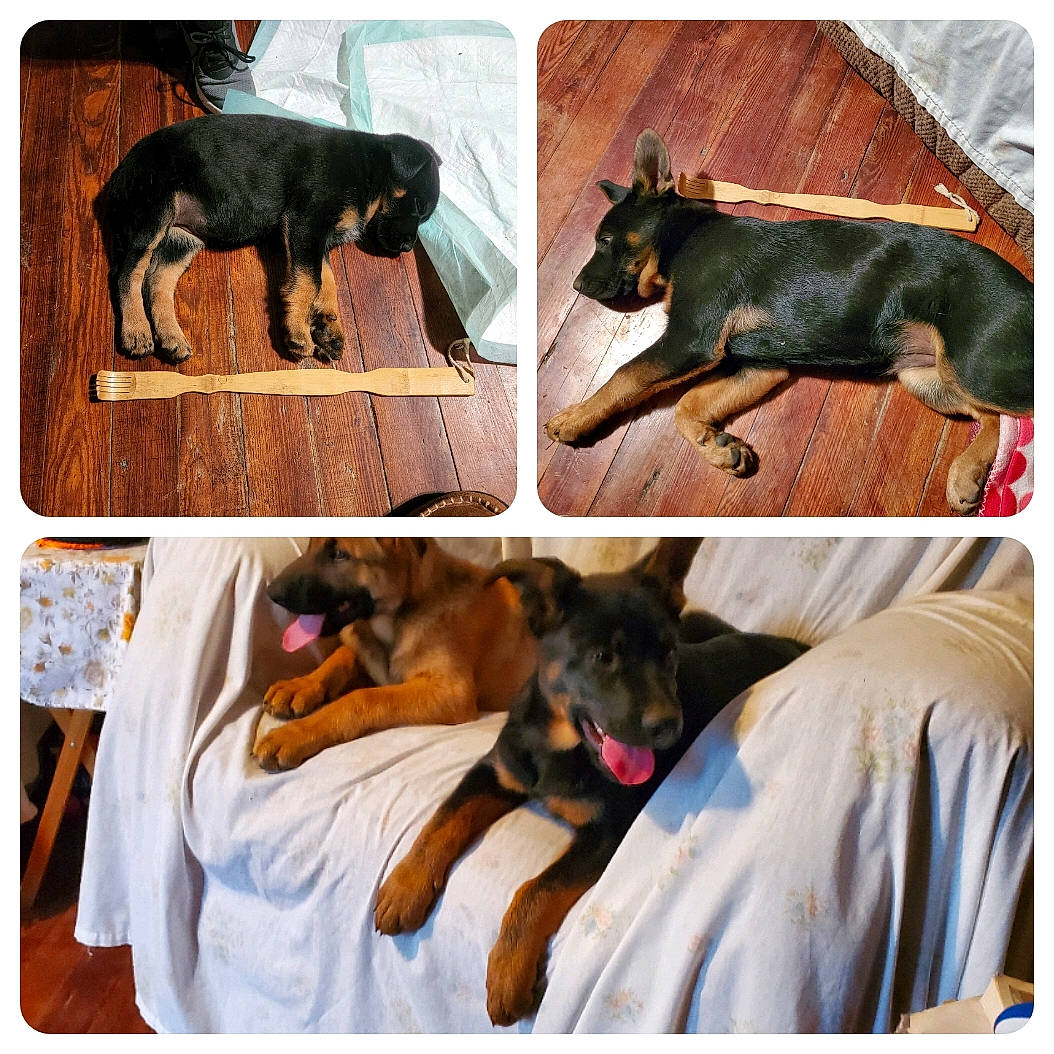 Angel joined the competition — help win amazing prizes! canidae, carnivore, collage, comfort, companion_dog, dog, dog_breed, dog_supply, ear, fawn, gesture, green, liver, mammal, pet_supply, rectangle, sporting_group, toy_dog, vertebrate, working_animal