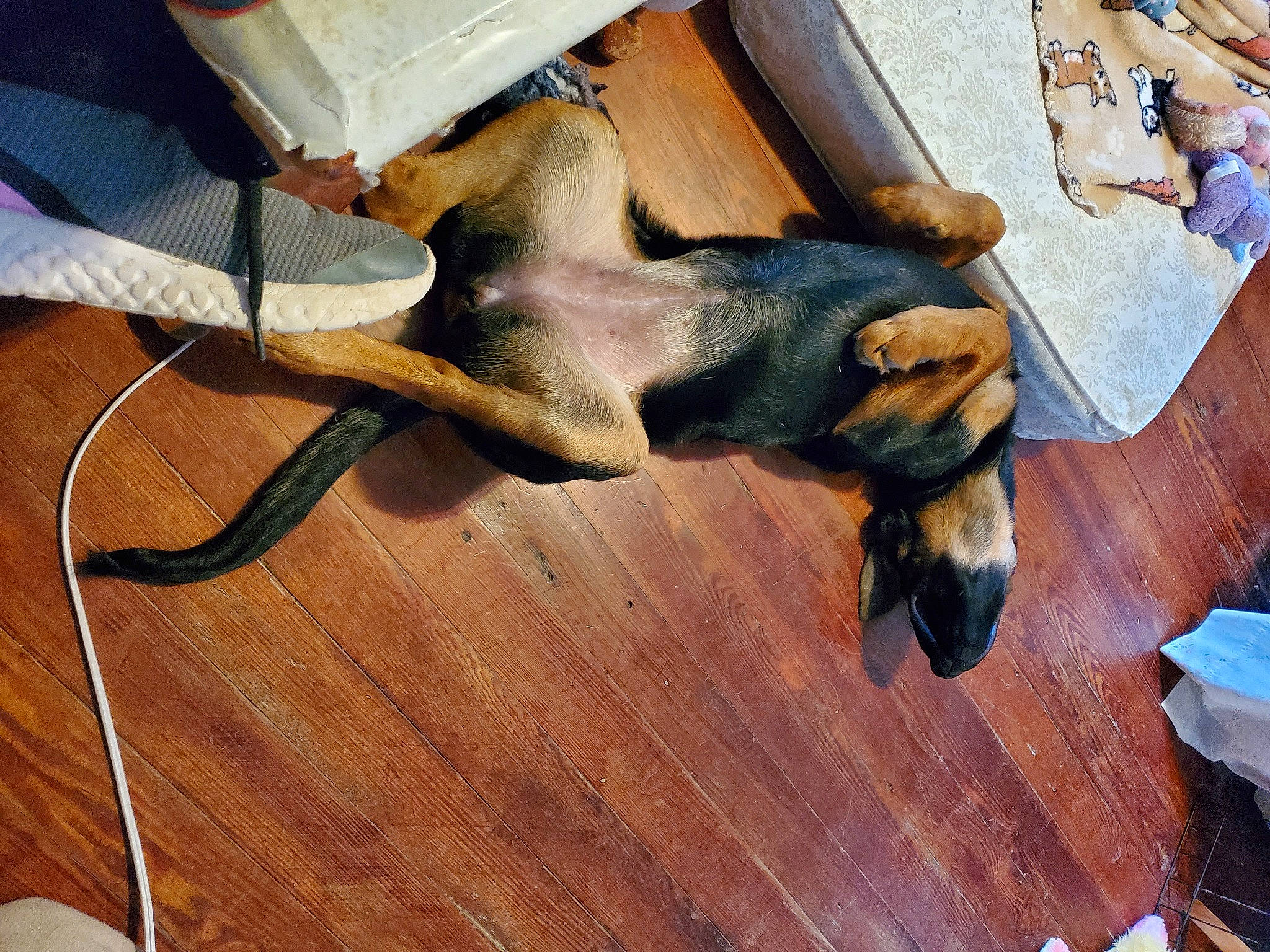 Angel joined the competition — help win amazing prizes! carnivore, comfort, companion_dog, dog, dog_breed, fawn, floor, flooring, guard_dog, hardwood, laminate_flooring, paw, plywood, sporting_group, tail, varnish, wood, wood_flooring, wood_stain, working_animal