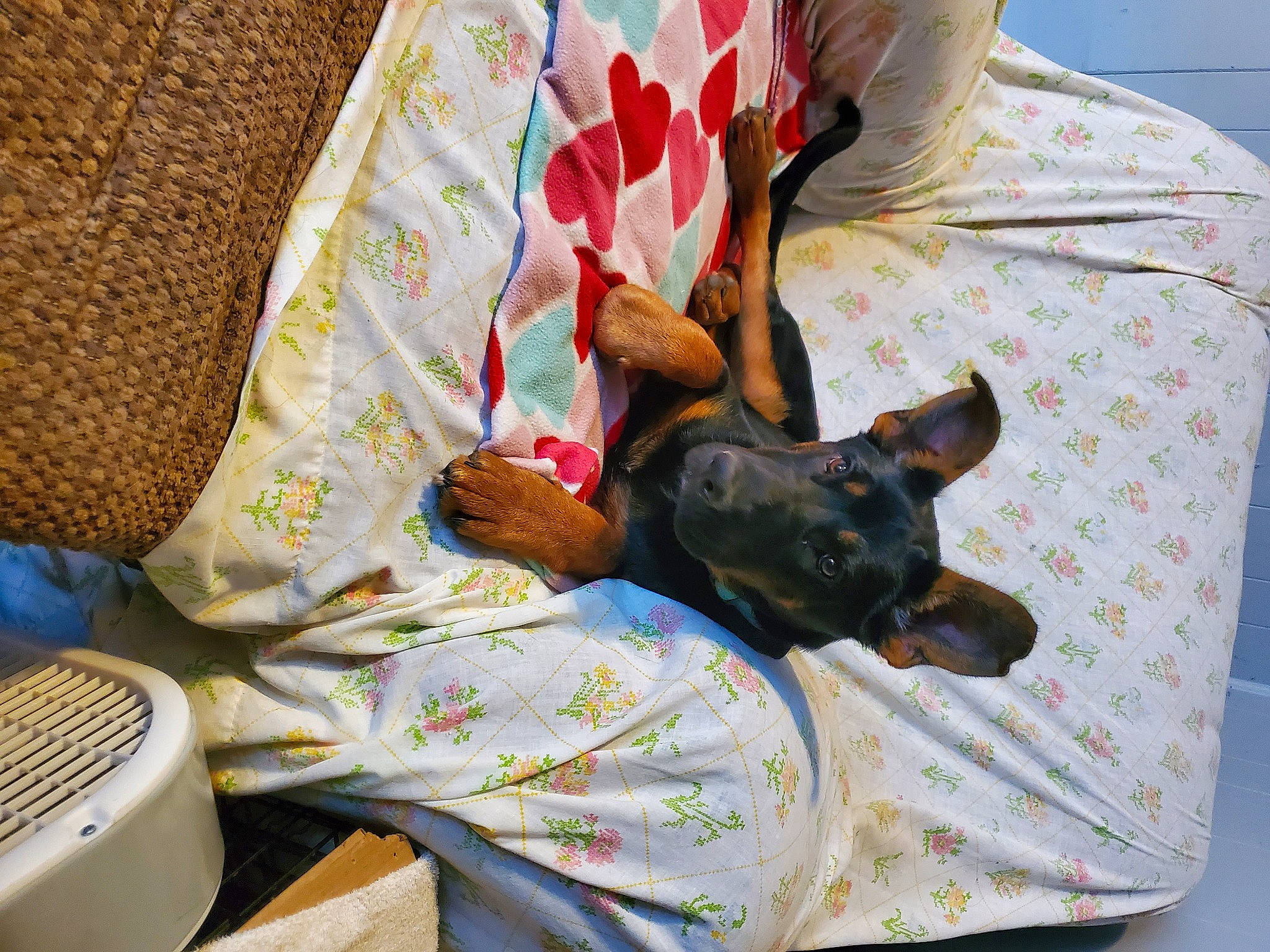 Angel is registered to the contest to win money with this photo: bed_sheet, bedding, carnivore, comfort, companion_dog, couch, dog, dog_breed, dog_supply, fawn, guard_dog, linens, nap, non_sporting_group, pattern, room, sitting, sleep, toy_dog, working_animal