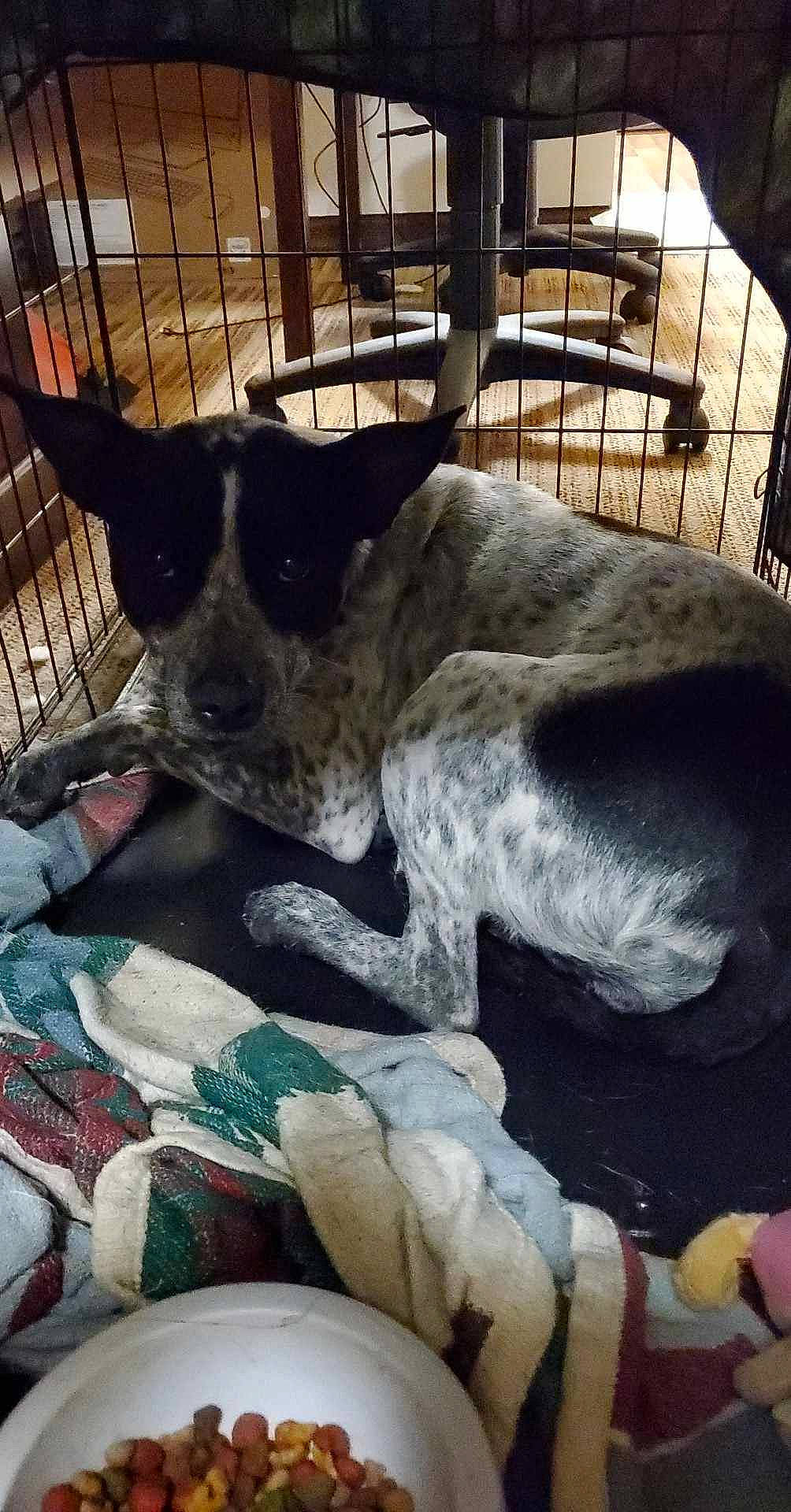 Diamond joined the competition — help win amazing prizes! animal_shelter, canidae, carnivore, comfort, companion_dog, dog, dog_breed, dog_supply, fawn, fur, guard_dog, nap, paw, pet_supply, snout, sporting_group, terrestrial_animal, toy_dog, whiskers, working_animal