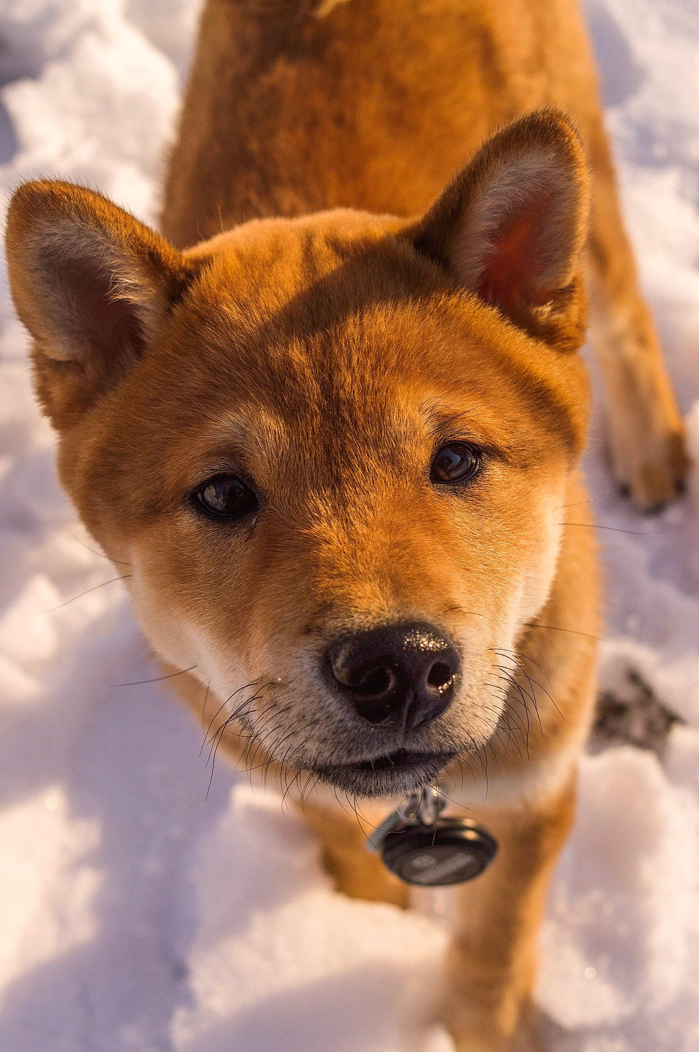 Kuma is registered to the contest to win money with this photo: canaan_dog, canidae, carnivore, carolina_dog, dingo, dog, dog_breed, fawn, hokkaido, korean_jindo_dog, mammal, new_guinea_singing_dog, non_sporting_group, norwegian_buhund, shiba_inu, shikoku, snout, sulimov_dog, vertebrate, whiskers