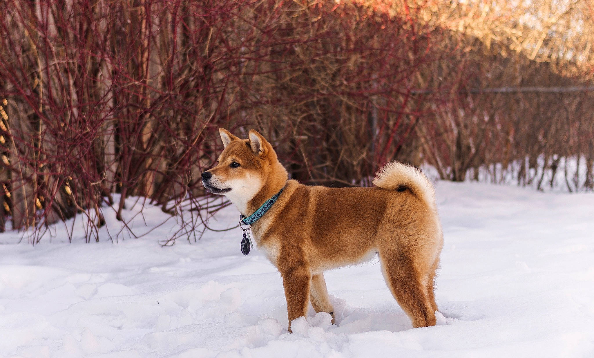Kuma joined the competition — help win amazing prizes! akita, akita_inu, ancient_dog_breeds, canidae, carnivore, dog, dog_breed, east_siberian_laika, finnish_spitz, hokkaido, korean_jindo_dog, mammal, non_sporting_group, norwegian_buhund, shiba_inu, shikoku, spitz, sporting_group, vertebrate, winter