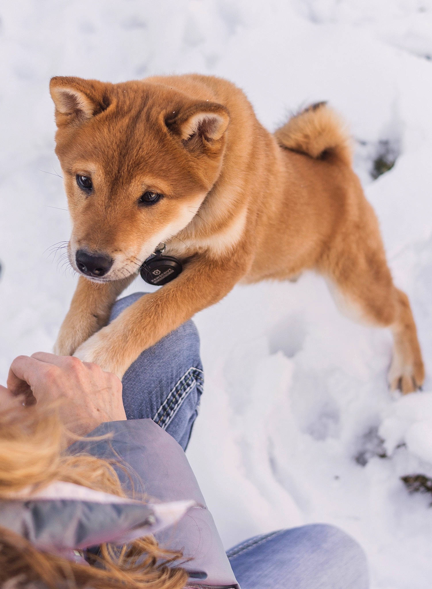 Kuma is registered to the contest to win money with this photo: akita, akita_inu, ancient_dog_breeds, canidae, carnivore, companion_dog, dog, dog_breed, finnish_spitz, hokkaido, korean_jindo_dog, mammal, new_guinea_singing_dog, non_sporting_group, norwegian_buhund, puppy, shiba_inu, shikoku, spitz, vertebrate