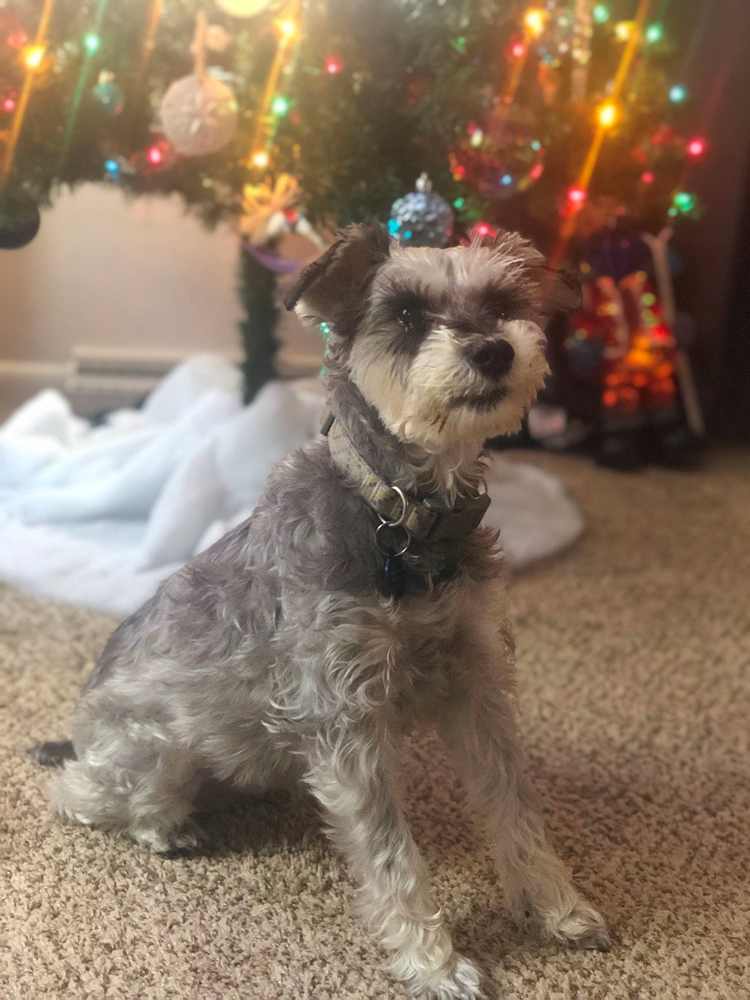 Drea is registered to the contest to win money with this photo: canidae, carnivore, cesky_terrier, companion_dog, dog, dog_breed, giant_schnauzer, irish_soft_coated_wheaten_terrier, mammal, miniature_schnauzer, rare_breed_dog, schnauzer, schnoodle, sealyham_terrier, small_terrier, snout, sporting_group, sporting_lucas_terrier, standard_schnauzer, terrier