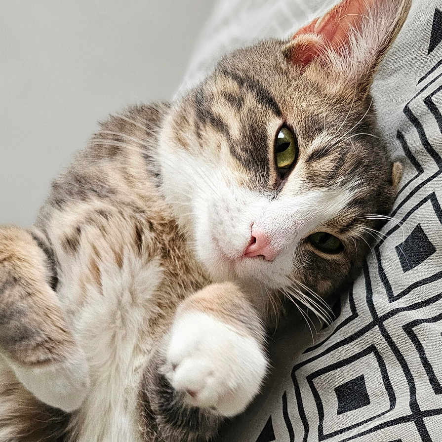 Shayo participe au concours pour gagner de l'argent avec cette photo : abyssinian, angora, animal, blanket, cat, couch, furniture, kitten, manx, person, pet, siamese, sleeping