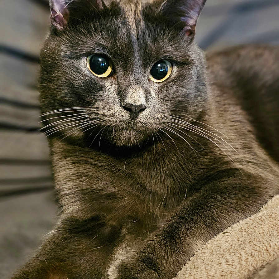 Simba