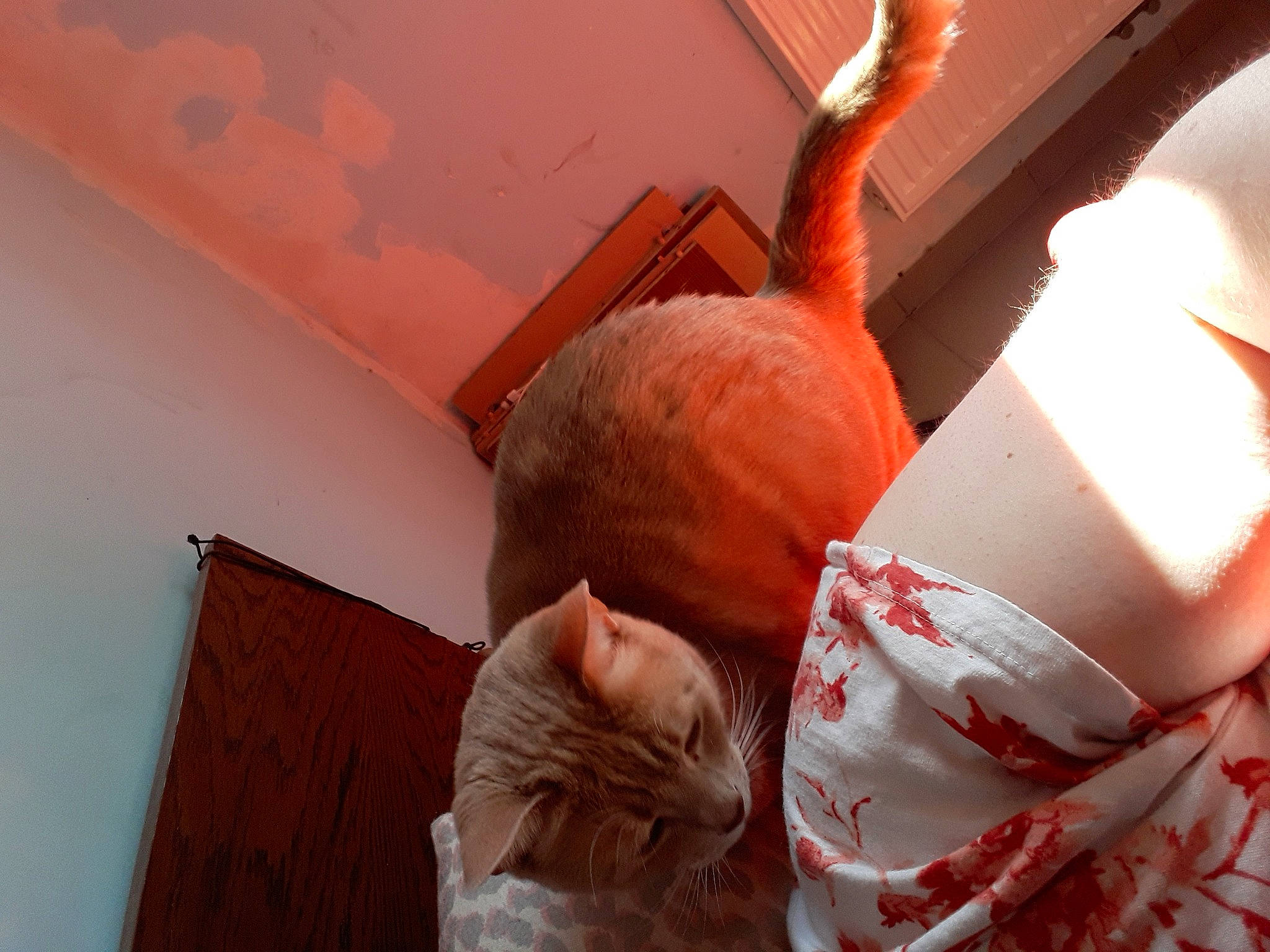 Marley a rejoint le concours — aidez-le/la à gagner de superbes lots ! cat, felidae, flesh, room, small_to_medium_sized_cats