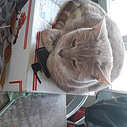 Marley participe au concours pour gagner de l'argent avec cette photo : british_shorthair, carnivore, cat, domestic_short_haired_cat, felidae, russian_blue, small_to_medium_sized_cats, whiskers