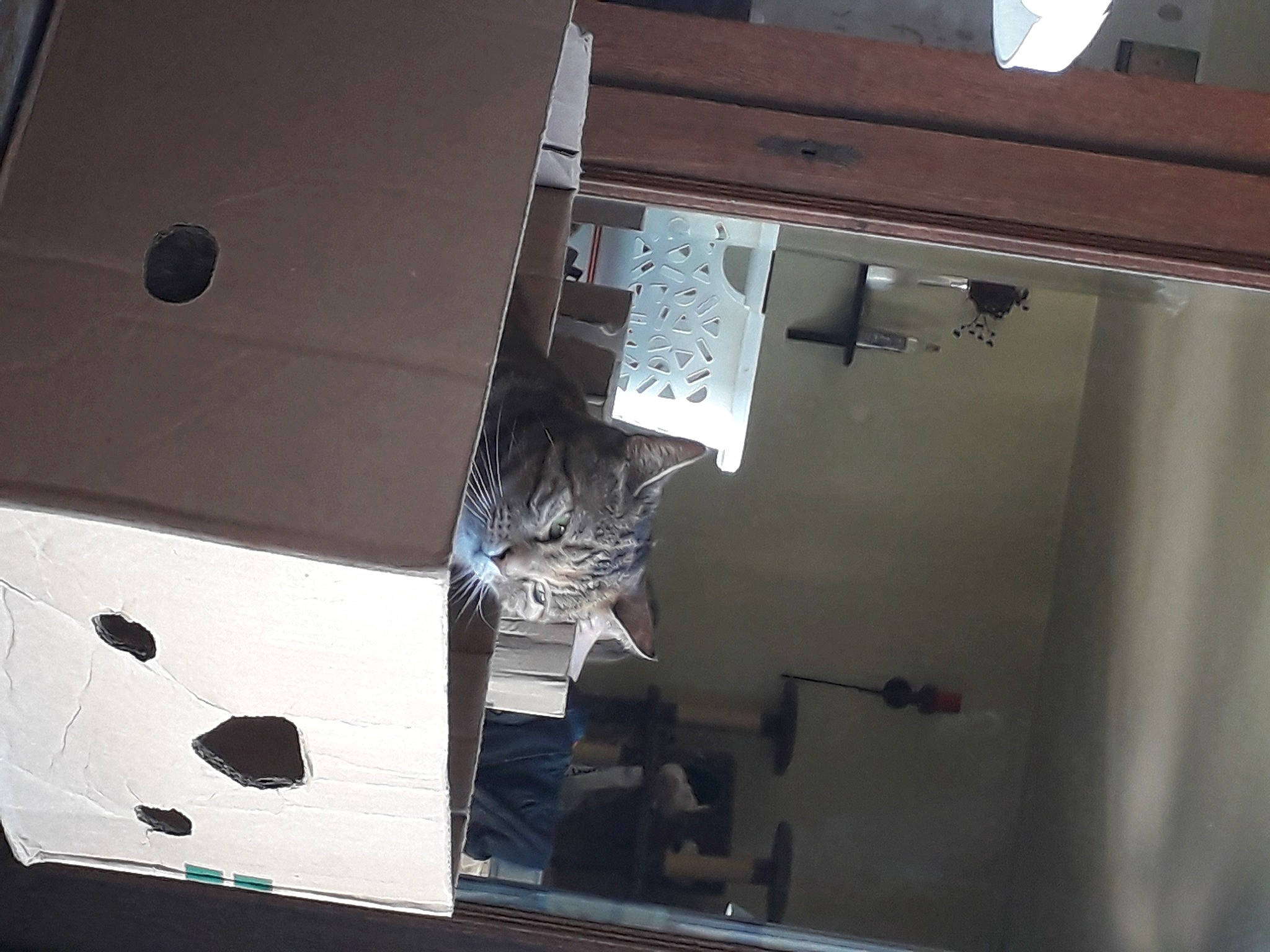 Marley participe au concours pour gagner de l'argent avec cette photo :