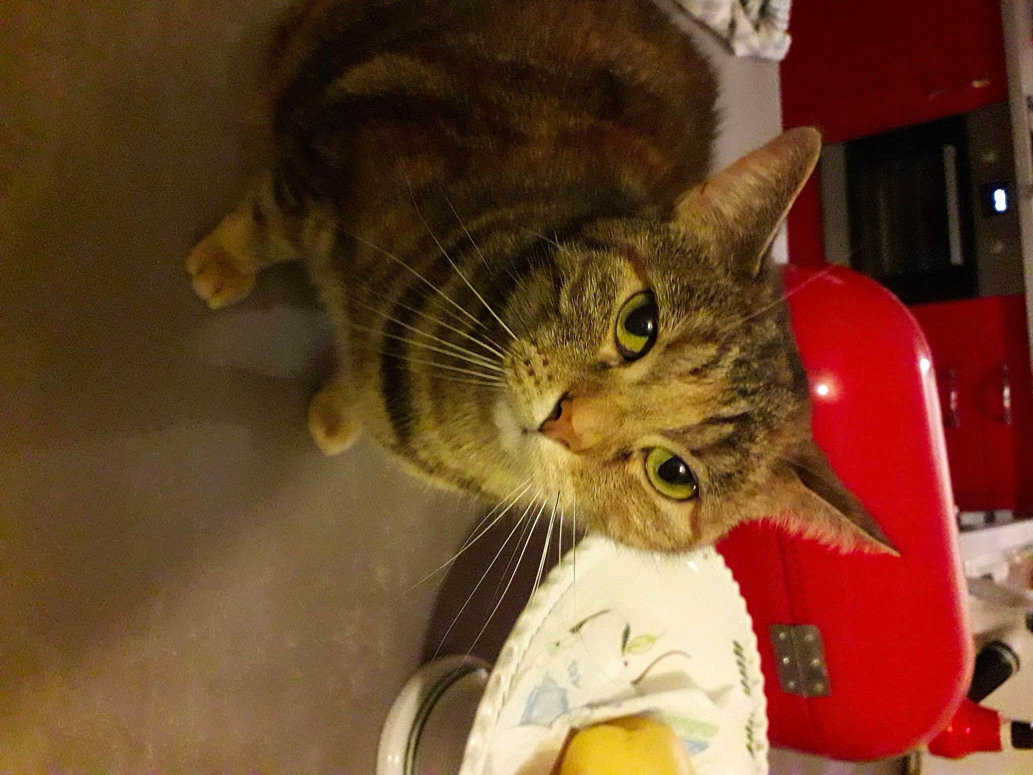 Marley participe au concours pour gagner de l'argent avec cette photo : asian, california_spangled, carnivore, cat, domestic_short_haired_cat, dragon_li, european_shorthair, felidae, german_rex, kitten, mammal, small_to_medium_sized_cats, snout, tabby_cat, whiskers