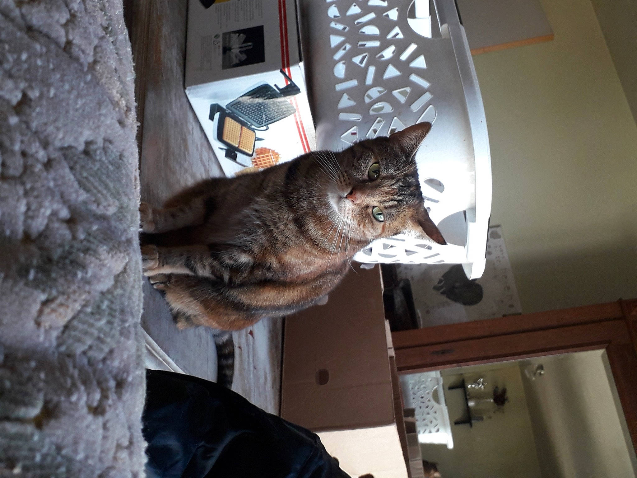 Filous participe au concours pour gagner de l'argent avec cette photo : canidae, carnivore, cat, domestic_short_haired_cat, european_shorthair, felidae, room, small_to_medium_sized_cats, tabby_cat, whiskers, window