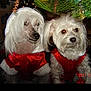 dog, christmas, holiday, costume, wig, red_clothing, white_fur, decorations, tree, pets, cute, festive, indoor, animal, celebration, light, portrait, two_dogs, funny, christmas_tree