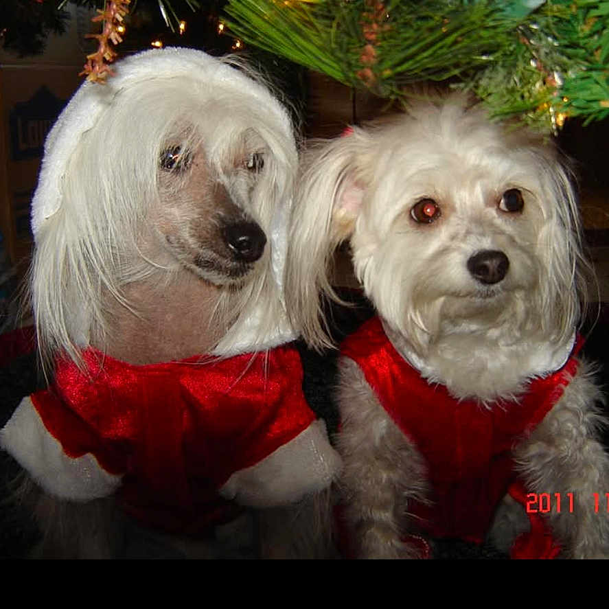 Broozer-Too And Cali is registered to the contest to win money with this photo: animal, celebration, christmas, christmas_tree, costume, cute, decorations, dog, festive, funny, holiday, indoor, light, pets, portrait, red_clothing, tree, two_dogs, white_fur, wig