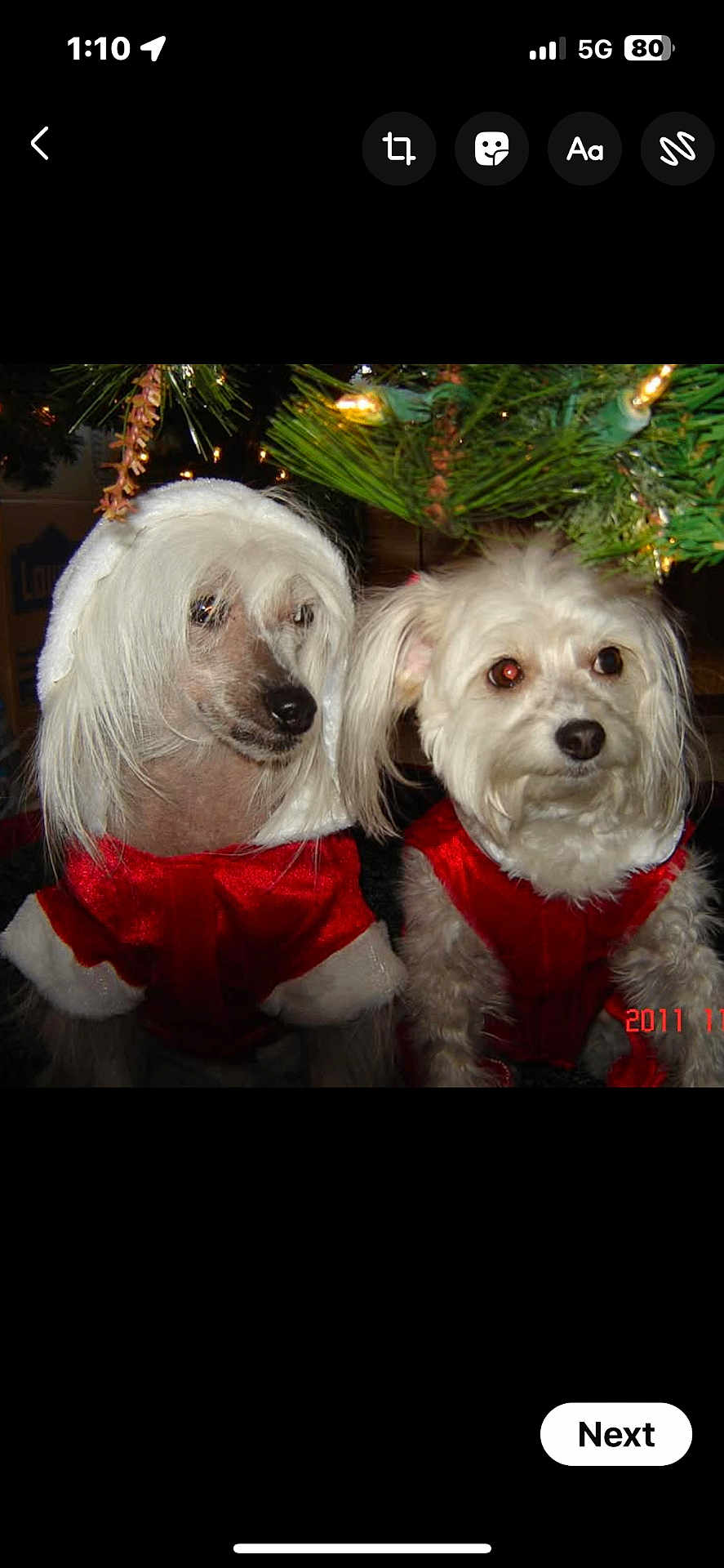 Broozer-Too And Cali is registered to the contest to win money with this photo: dog, christmas, holiday, costume, wig, red_clothing, white_fur, decorations, tree, pets, cute, festive, indoor, animal, celebration, light, portrait, two_dogs, funny, christmas_tree