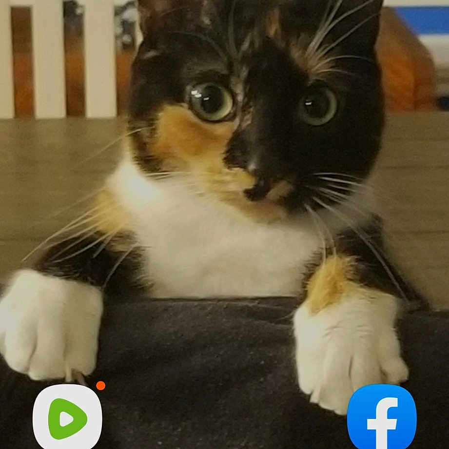 Bug