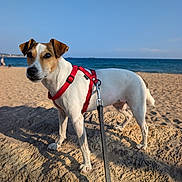 Milka participe au concours pour gagner de l'argent avec cette photo : dog, beach, ocean, sky, rock, sand, leash, harness, pet, outdoor, animal, canine, summer, daylight, nature, vacation, walking, standing, brown, white