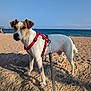 dog, beach, ocean, sky, rock, sand, leash, harness, pet, outdoor, animal, canine, summer, daylight, nature, vacation, walking, standing, brown, white