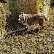 Moka a rejoint le concours — aidez-le/la à gagner de superbes lots ! dog, hay_bale, field, straw, outdoor, sunlight, animal, rural, happy, panting, fur, brown, white, grass, nature, daytime, agriculture, farm, canine, landscape