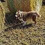 agriculture, animal, brown, canine, daytime, dog, farm, field, fur, grass, happy, hay_bale, landscape, nature, outdoor, panting, rural, straw, sunlight, white