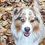 Moka participe au concours pour gagner de l'argent avec cette photo : dog, animal, pet, autumn, leaves, outdoor, nature, happy, smiling, fluffy, heterochromia, brown, blue, fur, cute, closeup, portrait, canine, fall, season