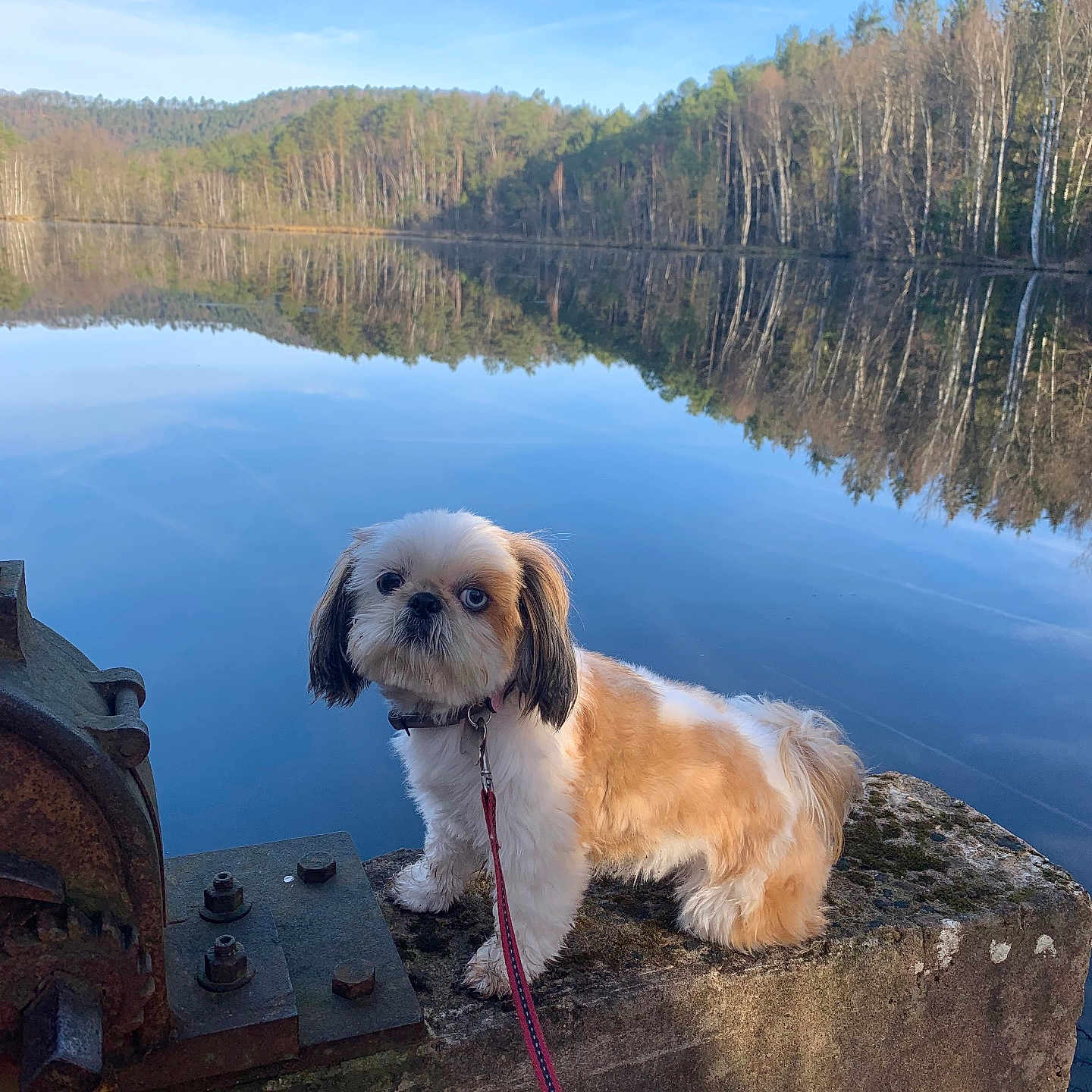 Ruby participe au concours pour gagner de l'argent avec cette photo : accessories, animal, canine, dog, lake, land, nature, outdoors, pet, plant, puppy, rock, scenery, sky, strap, terrier, tree, vegetation, water, waterfront