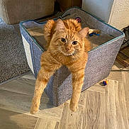 Garfield is registered to the contest to win money with this photo: cat, orange_tabby, pet, feline, animal, indoor, box, toy, floor, carpet, furniture, living_room, relaxed, curious, cute, stretching, cozy, domestic, mammal, whiskers