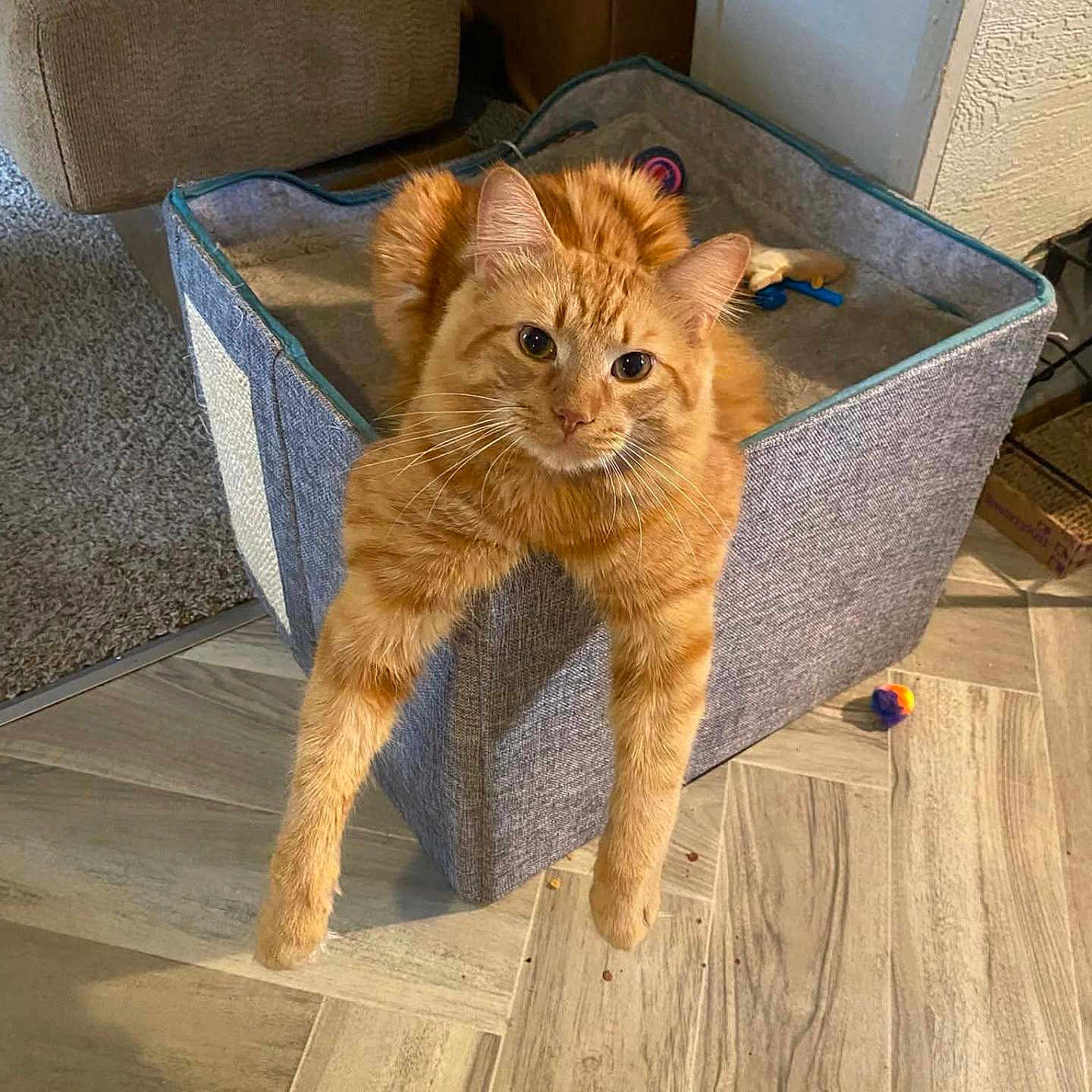 Garfield is registered to the contest to win money with this photo: cat, orange_tabby, pet, feline, animal, indoor, box, toy, floor, carpet, furniture, living_room, relaxed, curious, cute, stretching, cozy, domestic, mammal, whiskers