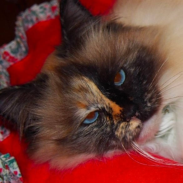 Jayna a rejoint le concours — aidez-le/la à gagner de superbes lots ! asian, carnivore, cat, close_up, domestic_long_haired_cat, ear, eye, fawn, felidae, fur, himalayan, iris, kitten, mammal, norwegian_forest_cat, persian, small_to_medium_sized_cats, snout, whiskers