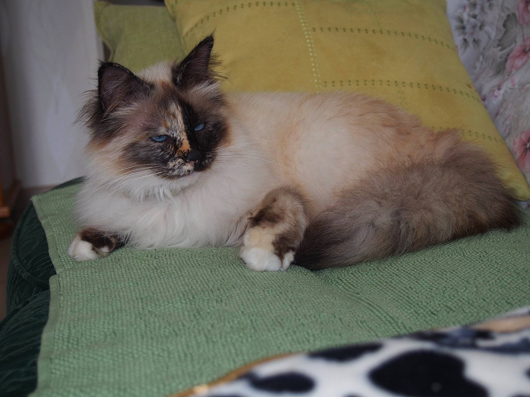 Jayna a rejoint le concours — aidez-le/la à gagner de superbes lots ! balinese, birman, carnivore, cat, claw, domestic_long_haired_cat, fawn, felidae, fur, himalayan, kitten, mammal, paw, ragdoll, siamese, small_to_medium_sized_cats, snowshoe, thai, vertebrate, whiskers