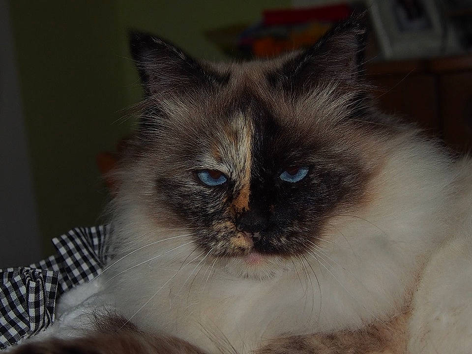 Jayna a rejoint le concours — aidez-le/la à gagner de superbes lots ! asian_semi_longhair, balinese, birman, carnivore, cat, domestic_long_haired_cat, eye, felidae, himalayan, iris, mammal, ojos_azules, ragdoll, siamese, small_to_medium_sized_cats, snout, snowshoe, thai, vertebrate, whiskers