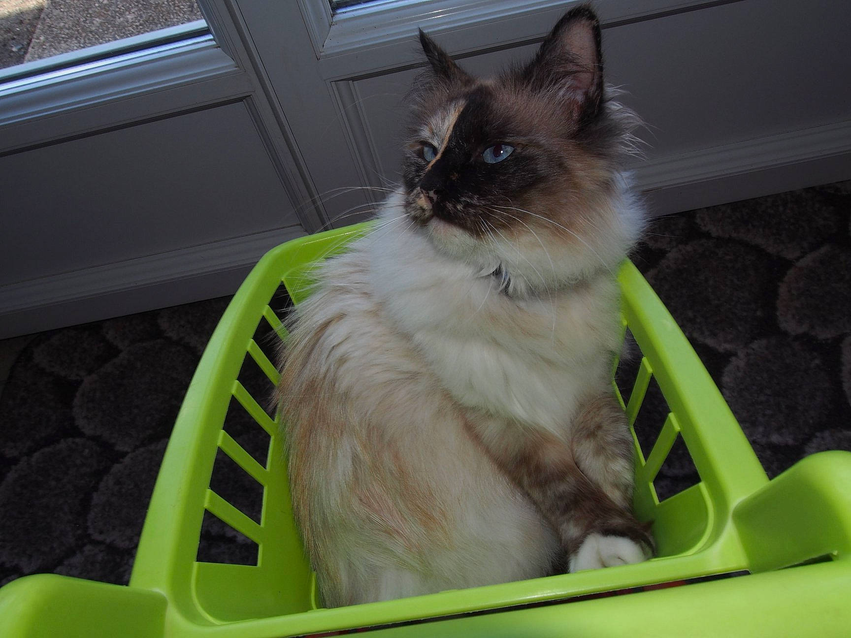 Jayna participe au concours pour gagner de l'argent avec cette photo : balinese, birman, carnivore, cat, domestic_long_haired_cat, eye, fawn, felidae, iris, kitten, mammal, polydactyl_cat, ragamuffin, ragdoll, small_to_medium_sized_cats, snowshoe, thai, tonkinese, vertebrate, whiskers