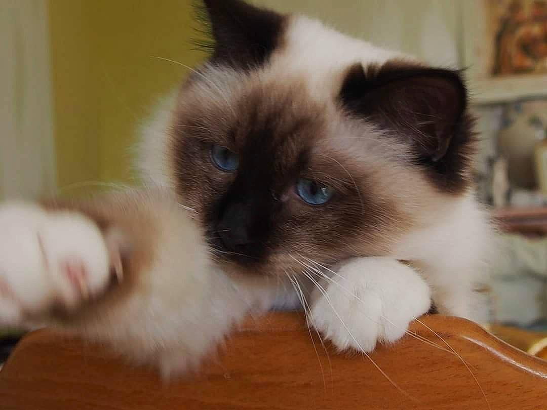 Pampille a rejoint le concours — aidez-le/la à gagner de superbes lots ! balinese, birman, carnivore, cat, domestic_long_haired_cat, eye, felidae, himalayan, iris, kitten, mammal, ragdoll, siamese, skin, small_to_medium_sized_cats, snout, snowshoe, thai, vertebrate, whiskers