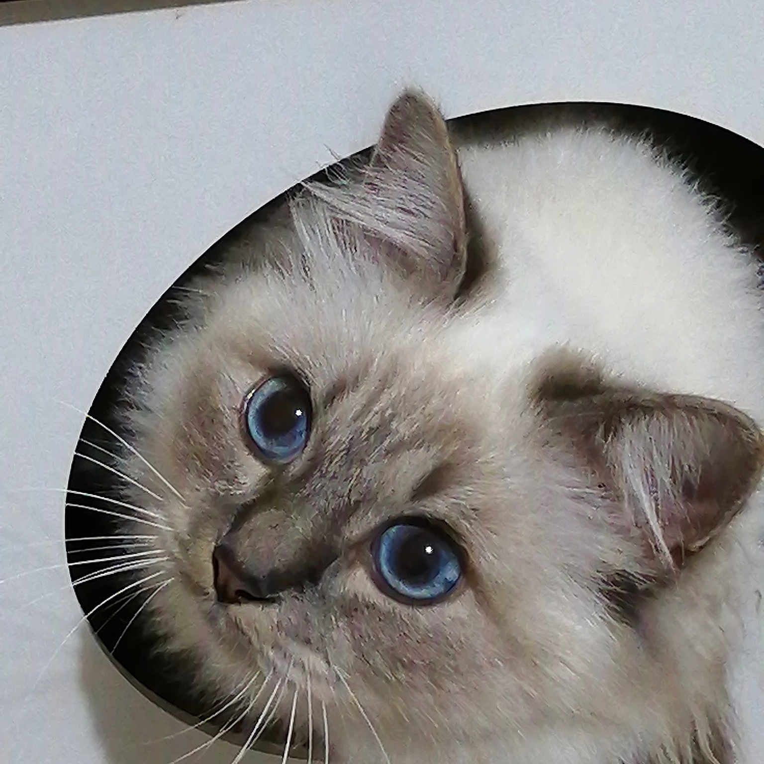 Swann De La Galaxie Bleutée