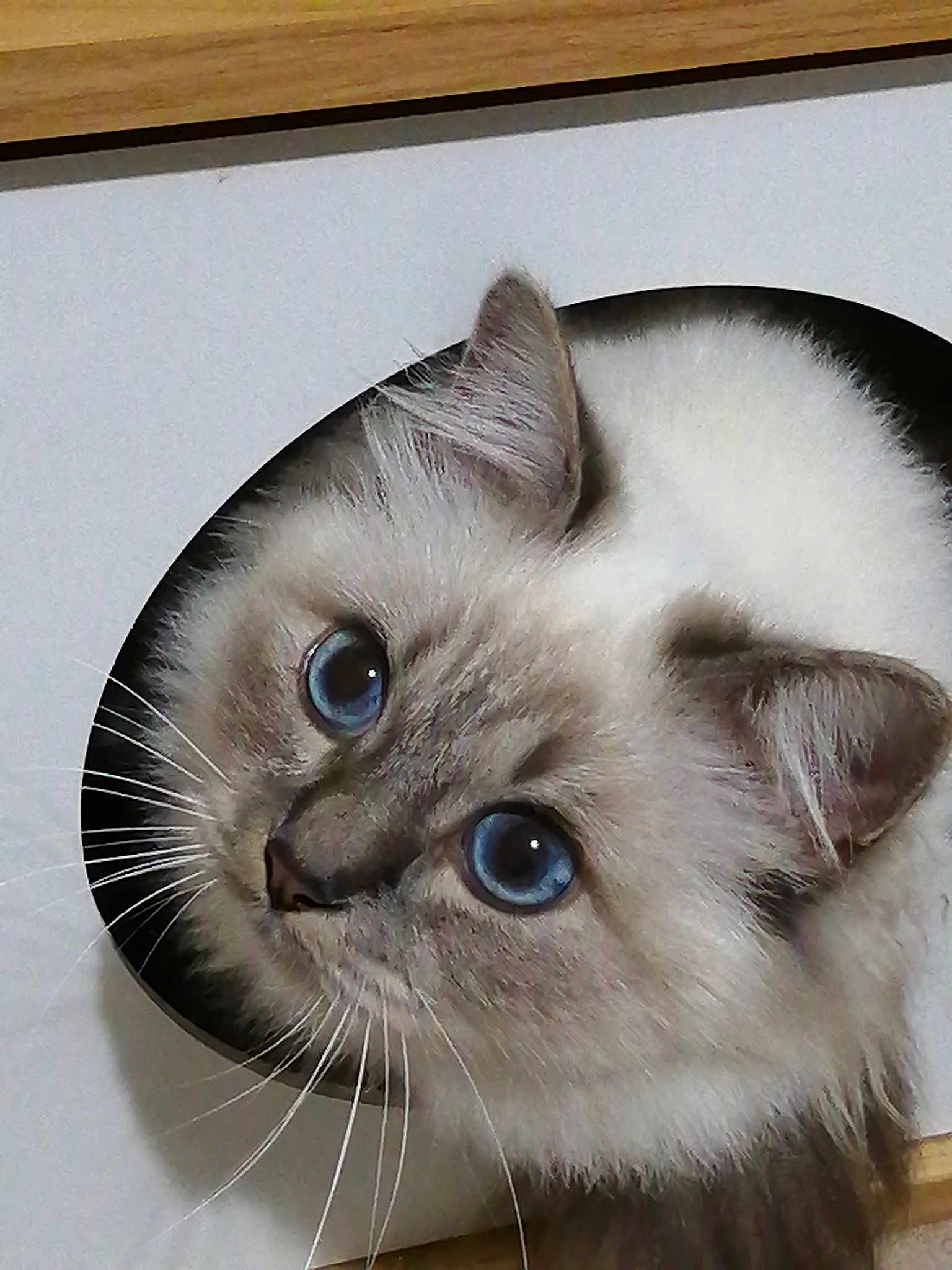 Swann De La Galaxie Bleutée