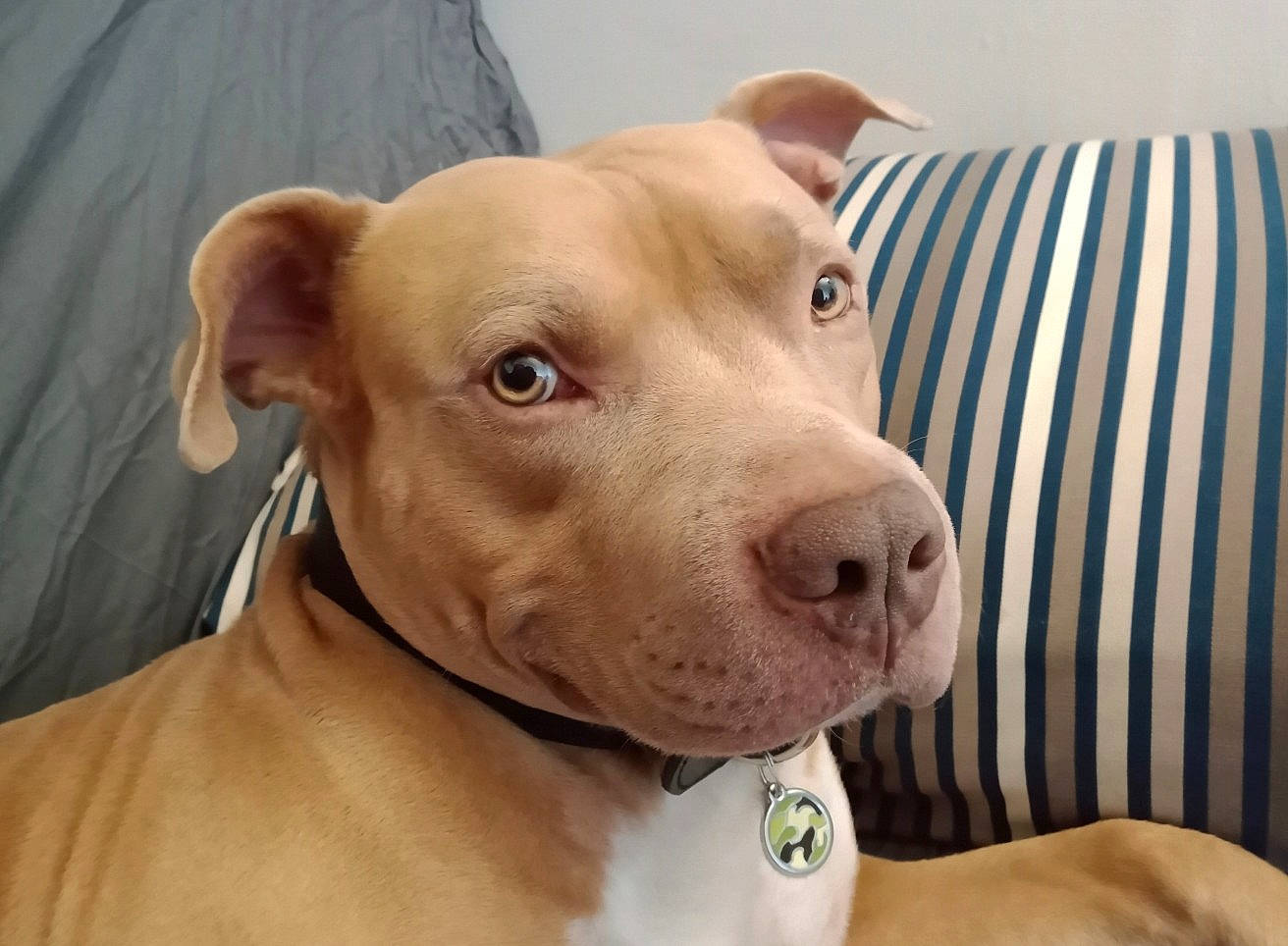 Maki a rejoint le concours — aidez-le/la à gagner de superbes lots ! carnivore, collar, comfort, companion_dog, dog, dog_breed, dog_collar, dog_supply, ear, fawn, liver, non_sporting_group, pet_supply, snout, sporting_group, terrestrial_animal, whiskers, wood, working_animal, wrinkle