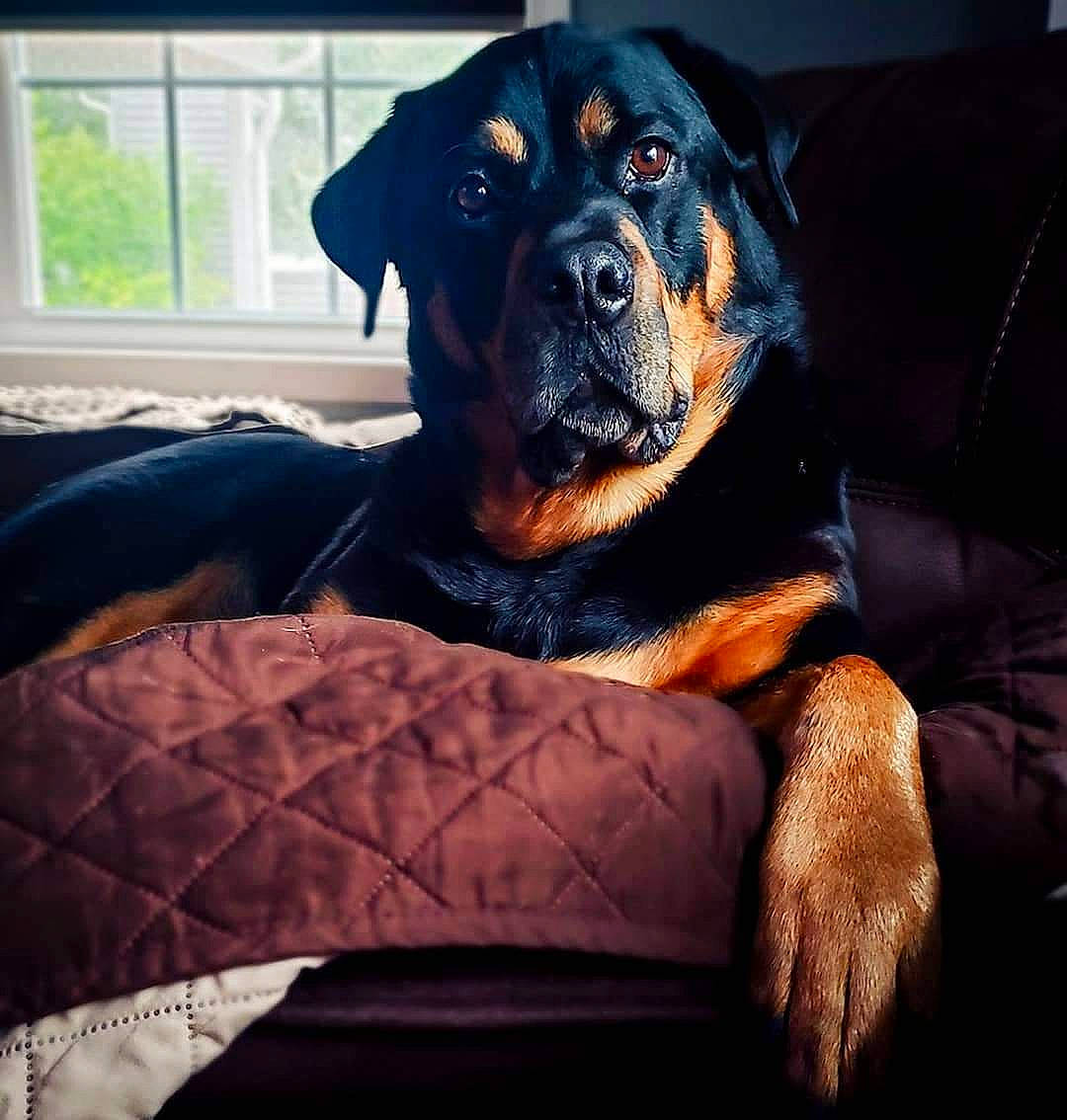 Enzo Ferrari is registered to the contest to win money with this photo: canidae, carnivore, comfort, companion_dog, couch, dog, dog_breed, dog_supply, fawn, fur, guard_dog, rottweiler, sitting, snout, sporting_group, tints_and_shades, whiskers, window, working_animal, working_dog