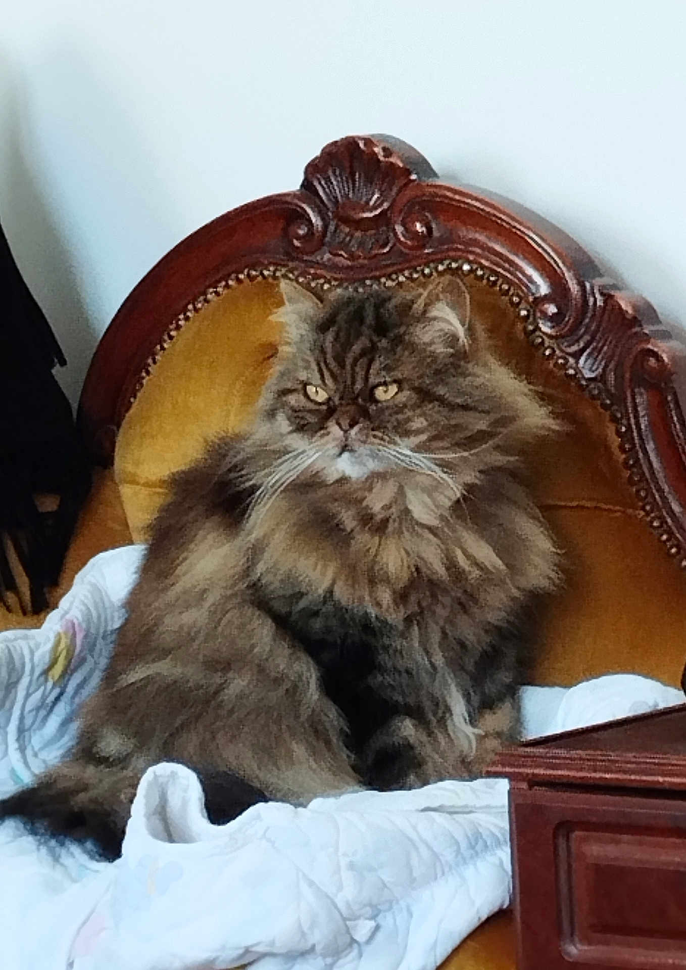 Pompom participe au concours pour gagner de l'argent avec cette photo : animal, blanket, cat, chair, cozy, domestic_animal, feline, fluffy, fur, furniture, indoor, mammal, mustard_yellow, pet, portrait, relaxed, sitting, vintage, whiskers, wood