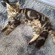 Bagheera participe au concours pour gagner de l'argent avec cette photo : cat, tabby, fluffy, pet, animal, indoor, rug, gray_rug, furniture_leg, storage_box, relaxed, lying_down, fur, whiskers, ears, tail, household, domestic, curious, cozy