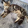 cat, tabby, fluffy, pet, animal, indoor, rug, gray_rug, furniture_leg, storage_box, relaxed, lying_down, fur, whiskers, ears, tail, household, domestic, curious, cozy