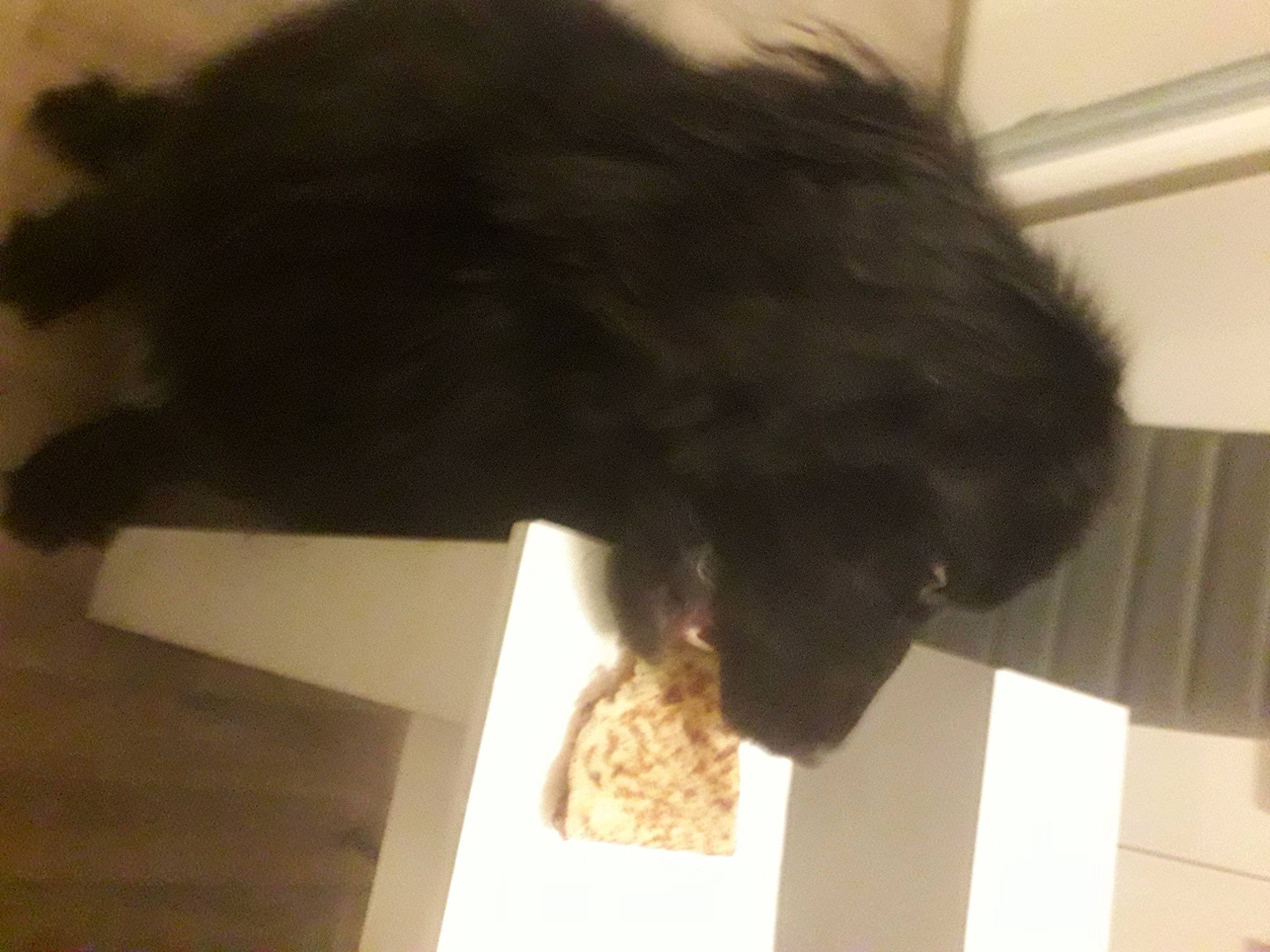 Saiko a rejoint le concours — aidez-le/la à gagner de superbes lots ! canidae, carnivore, companion_dog, dog, dog_breed, felidae, flooring, fur, liver, natural_material, non_sporting_group, puppy, small_to_medium_sized_cats, snout, sporting_group, tail, terrestrial_animal, working_animal