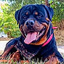 Flash participe au concours pour gagner de l'argent avec cette photo : animal, black_and_brown, canine, collar, dog, ears, face, grass, happy, harness, lying_down, mammal, nature, outdoor, pet, rottweiler, smiling, summer, sunlight, tongue_out