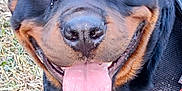 Flash a rejoint le concours — aidez-le/la à gagner de superbes lots ! animal, black_coat, brown_markings, canine, close_up, daylight, dog, ears, grass, happy, harness, muzzle, nature, outdoor, paw, pet, portrait, rottweiler, smiling, tongue_out