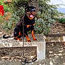 Flash a rejoint le concours — aidez-le/la à gagner de superbes lots ! bench, bushes, canine, daytime, dog, goggles, gravel, greenery, happy, leash, nature, outdoor, park, pet, rottweiler, shadows, street, sunlight, tree, vehicle
