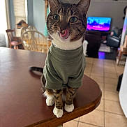 Lilo joined the competition — help win amazing prizes! cat, tabby, pet, indoor, sweater, tongue_out, kitchen, counter, tile_floor, furniture, window, chair, television, home, domestic, cute, animal, mammal, whiskers, ears