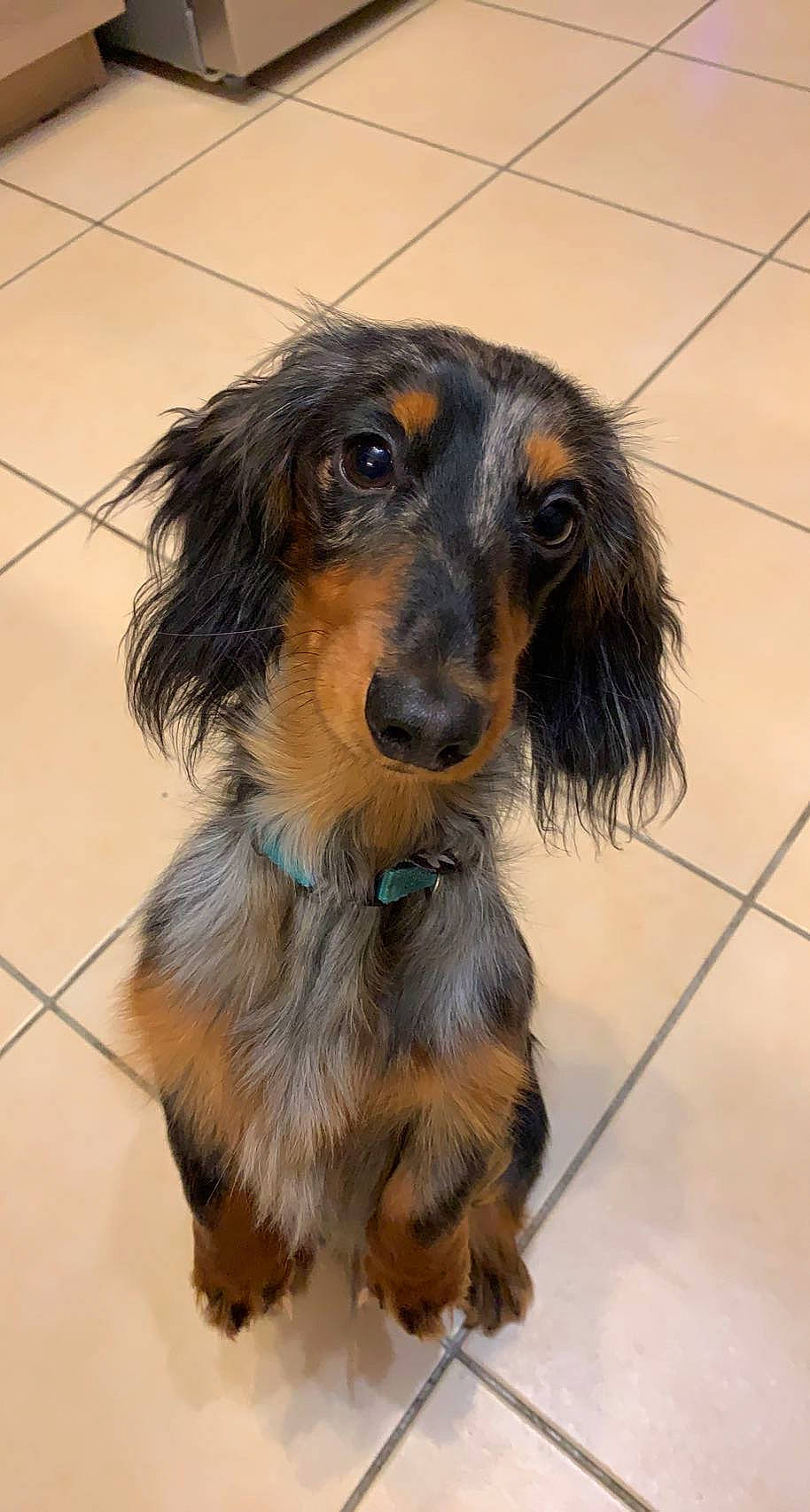 Tobby a rejoint le concours — aidez-le/la à gagner de superbes lots ! canidae, carnivore, companion_dog, dog, dog_breed, ear, fawn, flooring, fur, iris, liver, snout, spaniel, sporting_group, terrestrial_animal, tile_flooring, toy_dog, whiskers, working_animal, working_dog