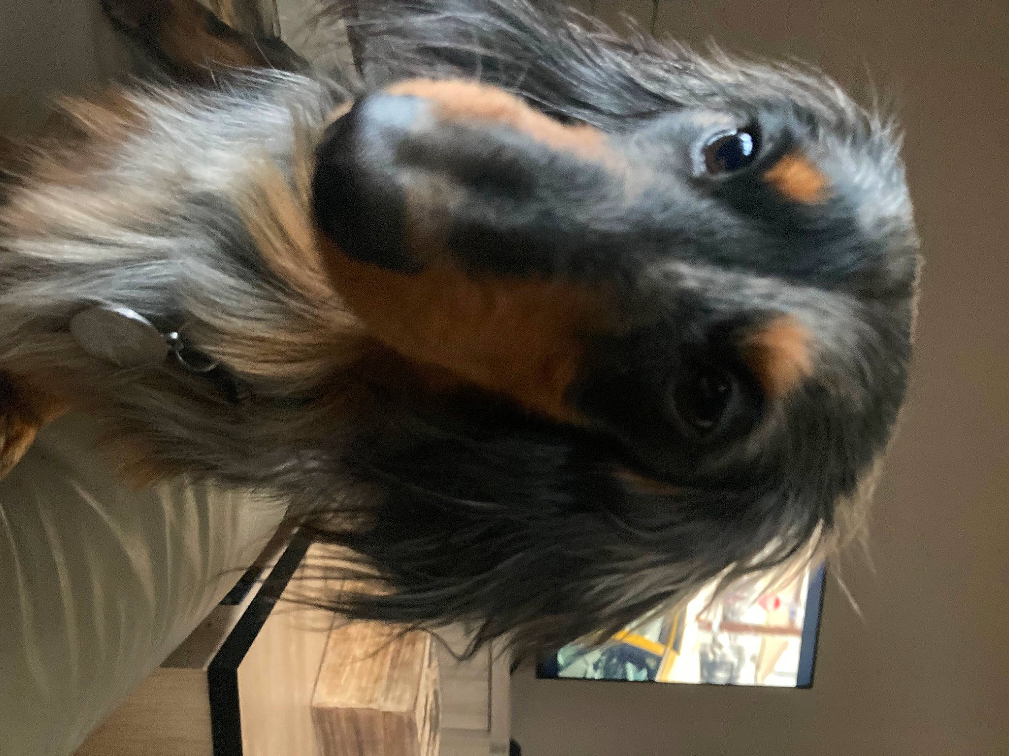 Tobby a rejoint le concours — aidez-le/la à gagner de superbes lots ! canidae, carnivore, companion_dog, dog, dog_breed, ear, fur, liver, small_terrier, snout, sporting_group, terrier, whiskers, working_animal, working_dog