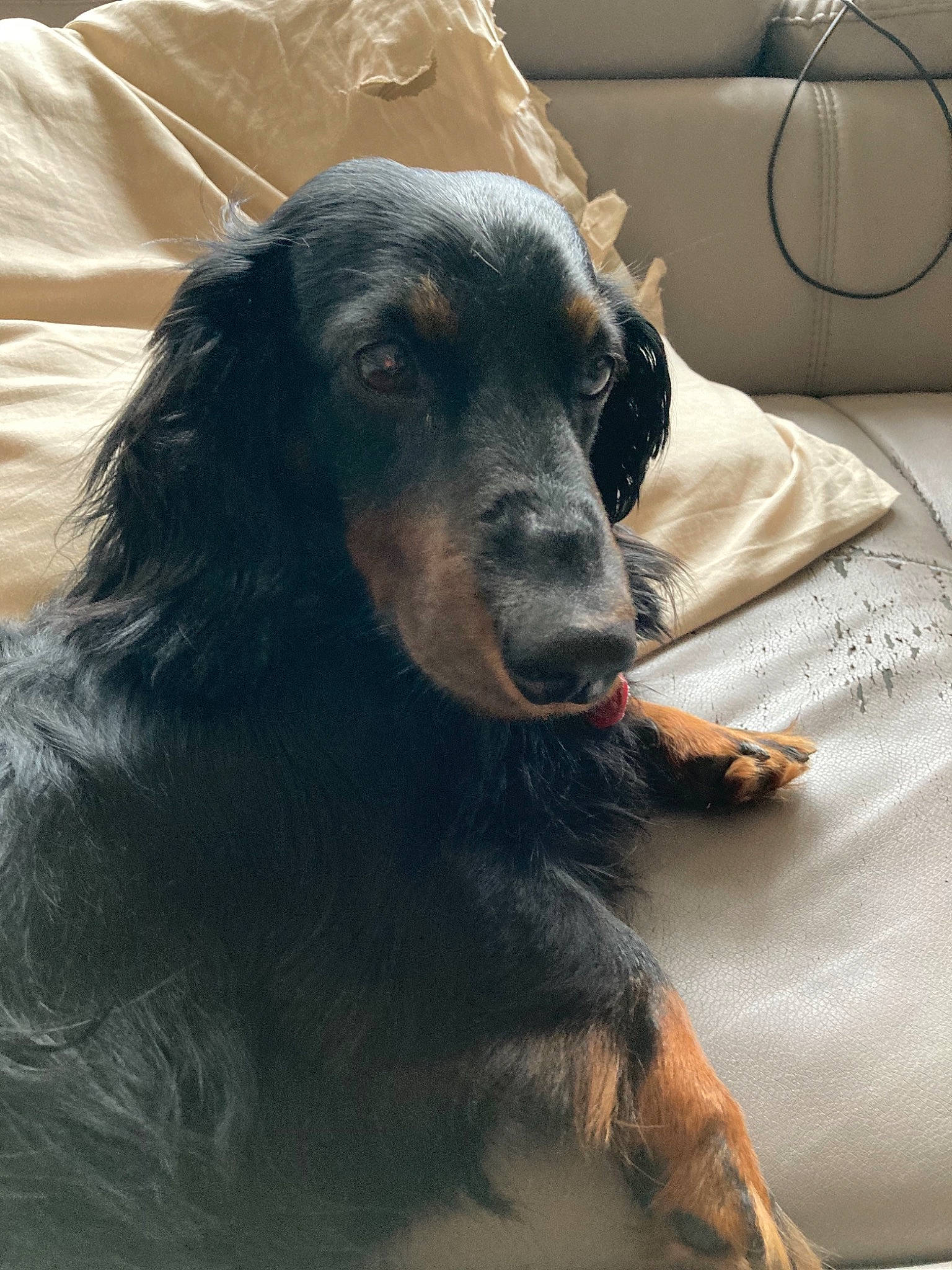 Gaby a rejoint le concours — aidez-le/la à gagner de superbes lots ! brown, canidae, carnivore, comfort, companion_dog, dog, dog_breed, fur, gun_dog, iris, linens, liver, mammal, skin, snout, spaniel, sporting_group, vertebrate, working_animal, working_dog