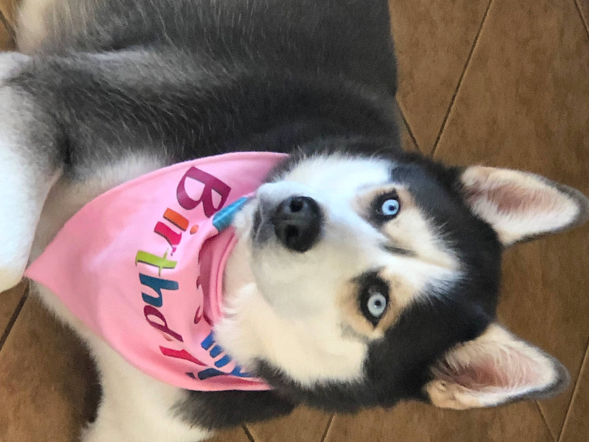 Shilo joined the competition — help win amazing prizes! canidae, carnivore, collar, companion_dog, dog, dog_breed, dog_supply, fawn, fur, non_sporting_group, paw, pet_supply, siberian_husky, sled_dog, snout, sporting_group, terrestrial_animal, whiskers, working_animal, working_dog