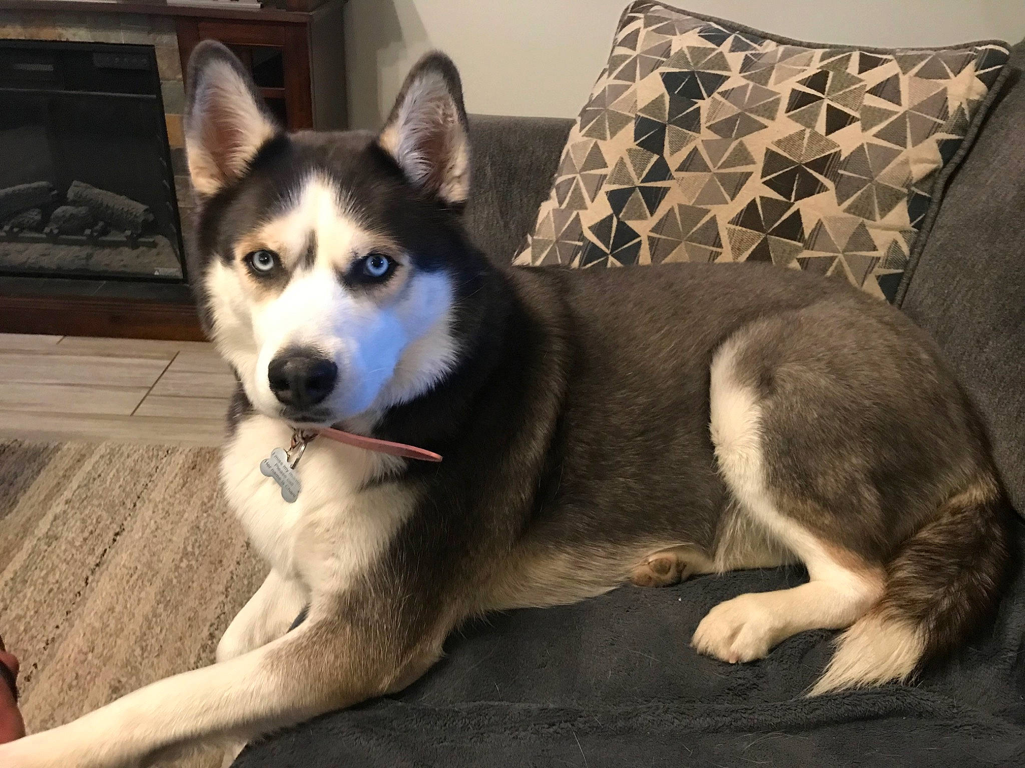 Shilo is registered to the contest to win money with this photo: ancient_dog_breeds, canidae, canis, carnivore, chair, comfort, companion_dog, couch, dog, dog_breed, fur, non_sporting_group, sled_dog, snout, sporting_group, tail, terrestrial_animal, working_animal, working_dog