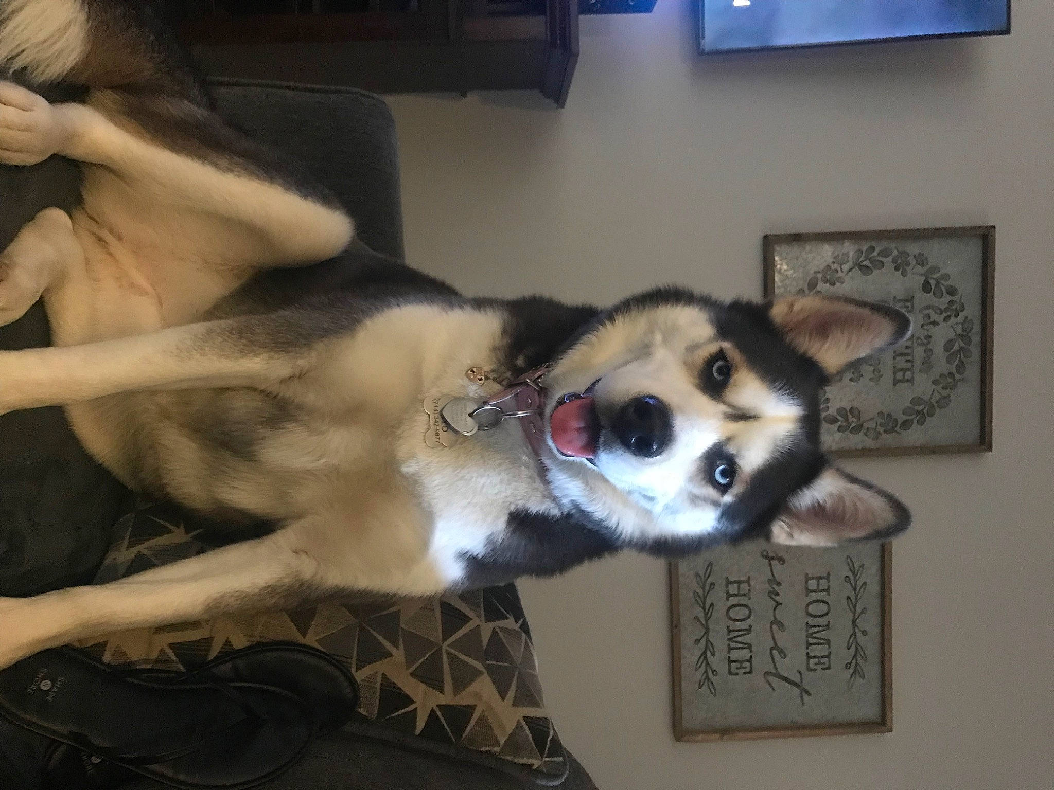 Shilo is registered to the contest to win money with this photo: canidae, canis, carnivore, companion_dog, dog, dog_breed, fawn, felidae, flooring, foot, fur, jaw, paw, picture_frame, siberian_husky, sled_dog, small_to_medium_sized_cats, sporting_group, whiskers, working_animal